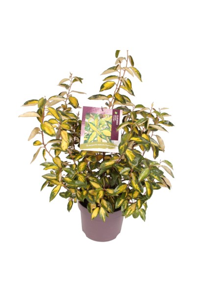 Elaeagnus ebbingei `Limelight` полив